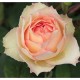 Trandafir teahibrid Jalitah Rna